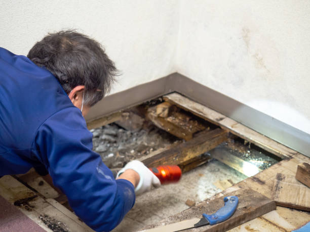 Best Mold Cleaning Services  in Monmouth Junction, NJ