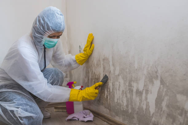 Best Mold Removal Company Near Me  in Monmouth Junction, NJ