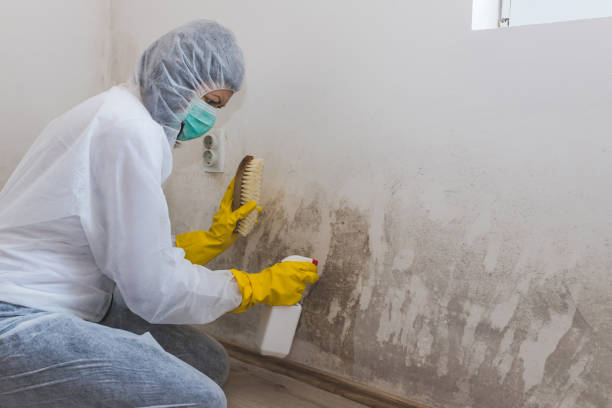 Best Mold Testing  in Monmouth Junction, NJ