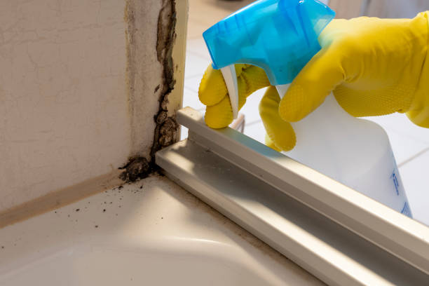 Trusted Monmouth Junction, NJ Mold Removal Experts
