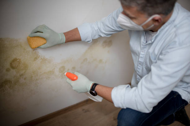 Home Mold Removal in Monmouth Junction, NJ
