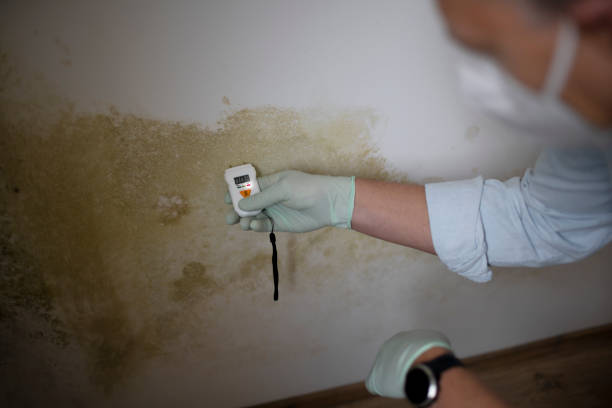 Best Mold Testing  in Monmouth Junction, NJ