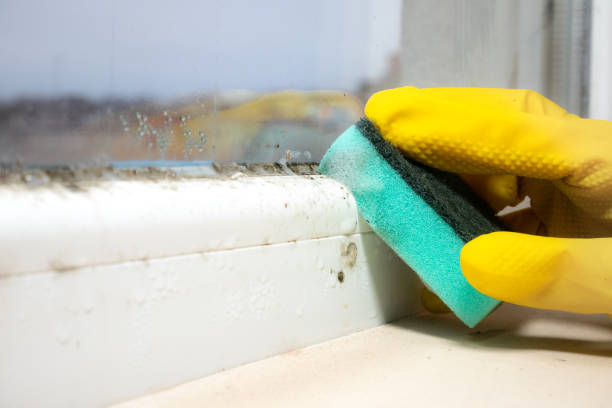 Office Mold Removal Services in Monmouth Junction, NJ