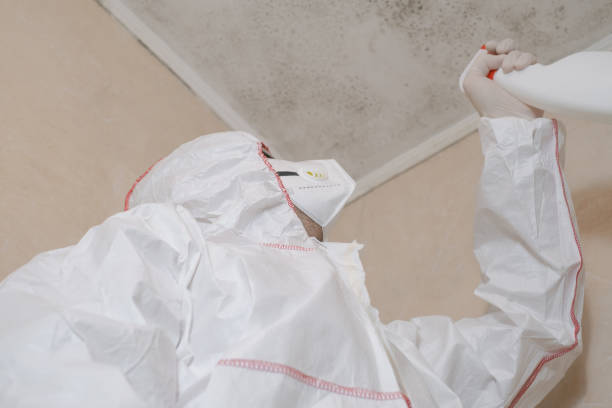 Mold Removal Process in Monmouth Junction, NJ