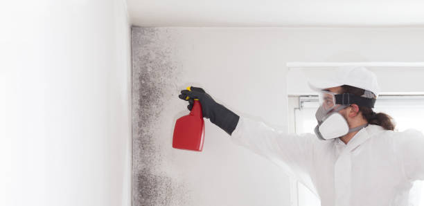 Certified Mold Removal in Monmouth Junction, NJ