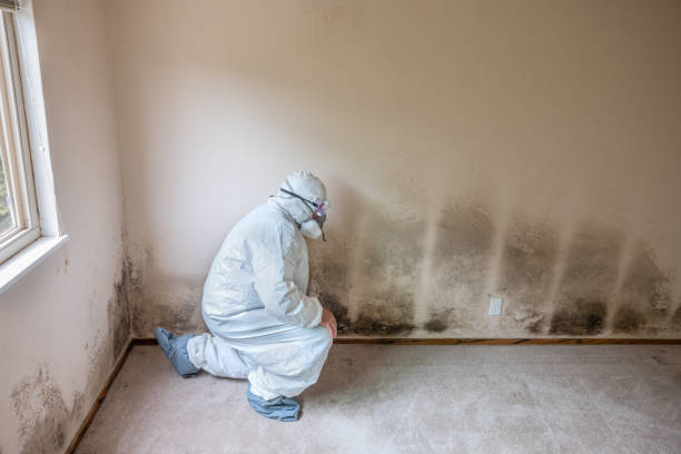 Best Mold Removal Near Me  in Monmouth Junction, NJ