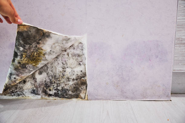 Best Fast Mold Removal  in Monmouth Junction, NJ